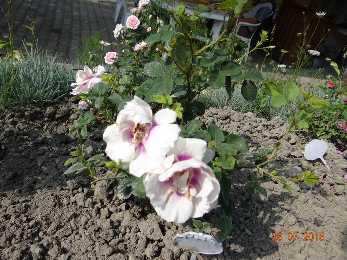  - Vara in gradina II