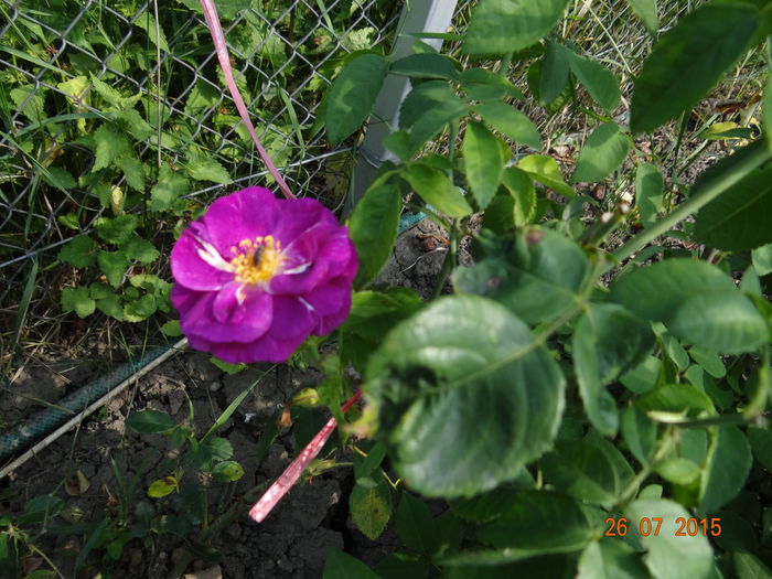  - Vara in gradina II