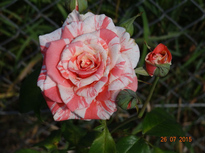 Cum sa nu-l indragesc ?! :) - Vara in gradina II