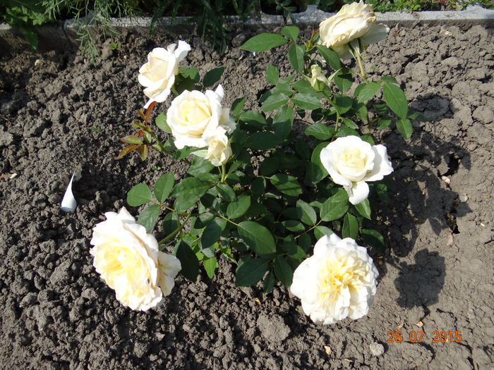 My Girl ! - Vara in gradina II