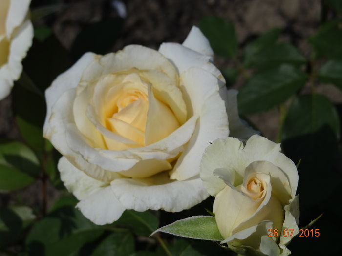  - Vara in gradina II