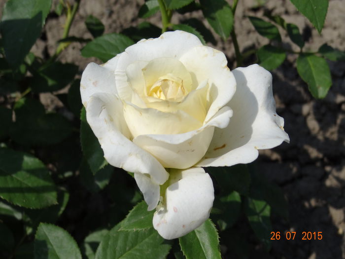  - Vara in gradina II