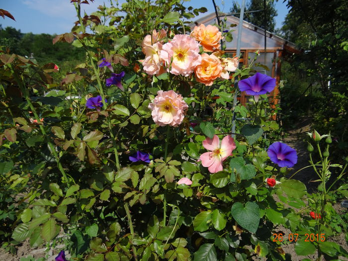  - Vara in gradina II
