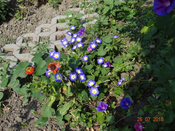  - Vara in gradina II