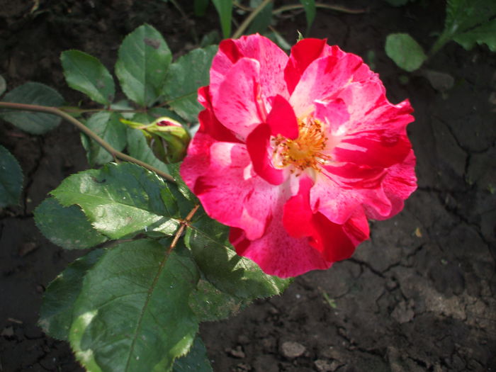 DSCF1239 - trandafiri 0