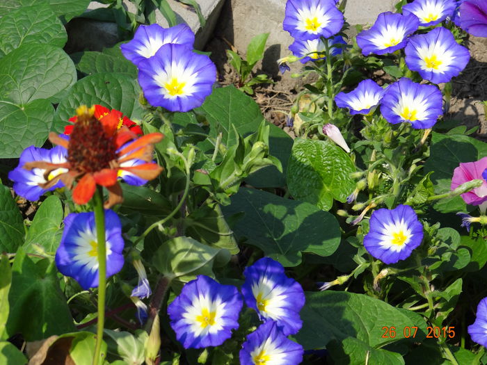  - Vara in gradina II
