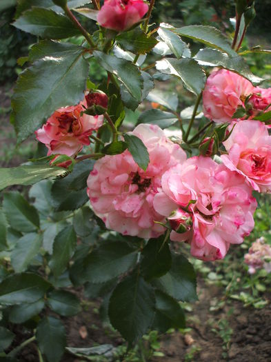 DSCF1247 - trandafiri 0