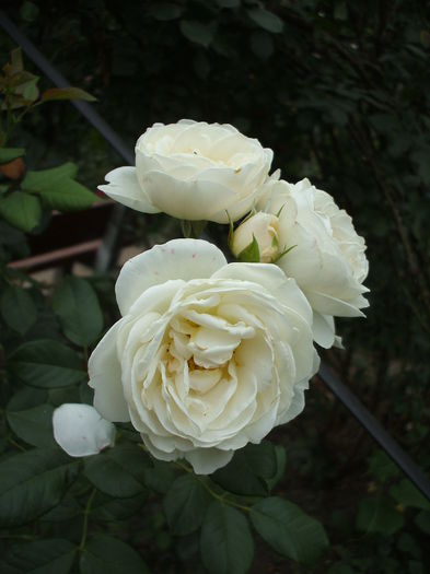 DSCF1252 - trandafiri 0