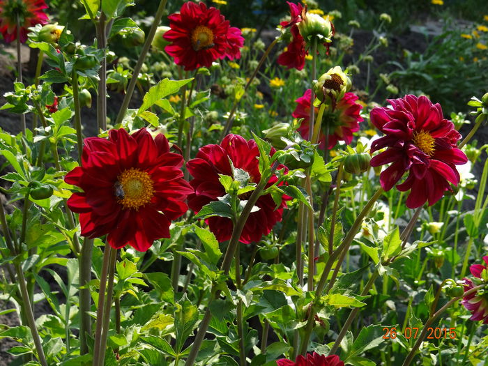  - Vara in gradina II