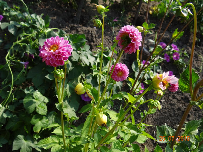  - Vara in gradina II