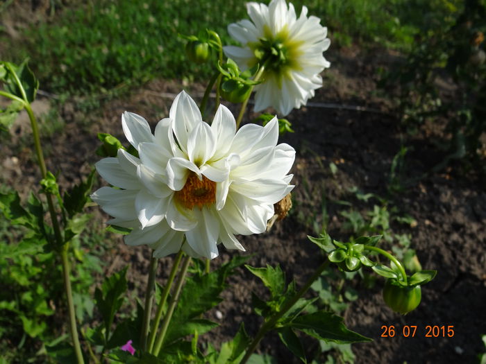  - Vara in gradina II