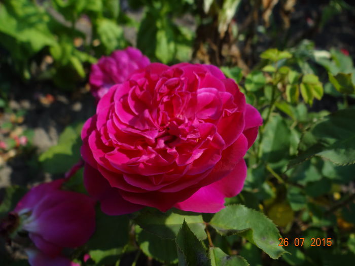  - Vara in gradina II