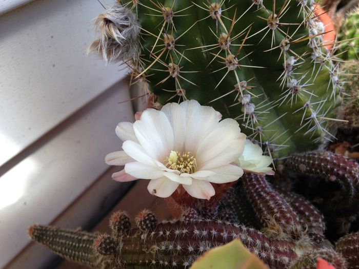 25 iulie 2015 - Cactusi Suculente