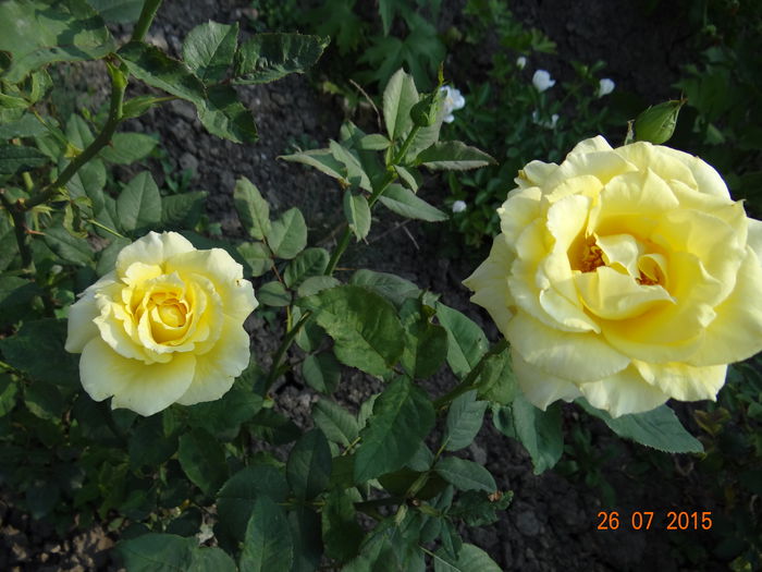  - Vara in gradina II