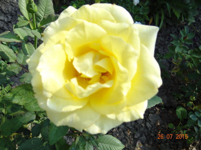  - Vara in gradina II