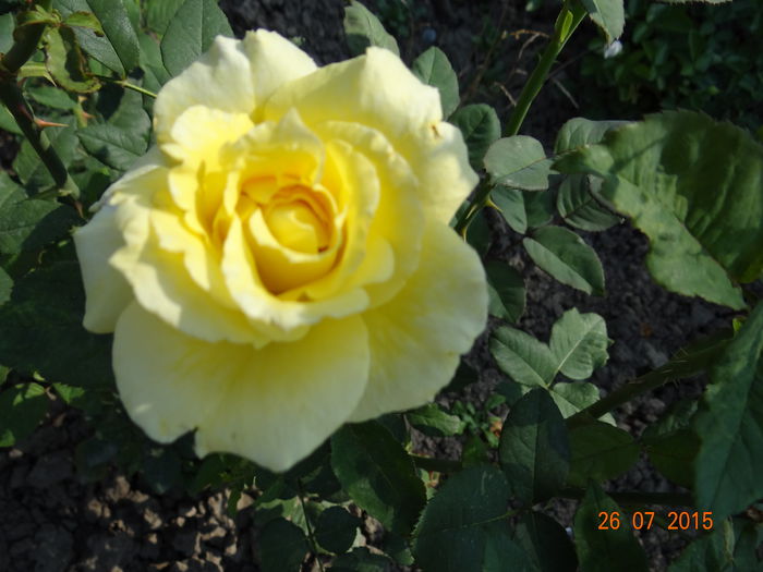  - Vara in gradina II
