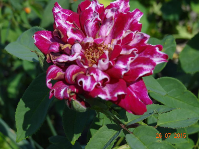 Roger Lambelin, inca mai sper sa arate ce poate ;)