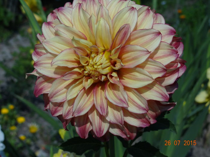  - Vara in gradina II