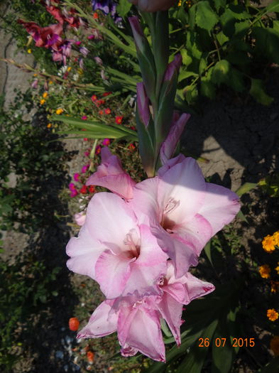  - Vara in gradina II