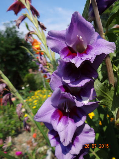  - Vara in gradina II