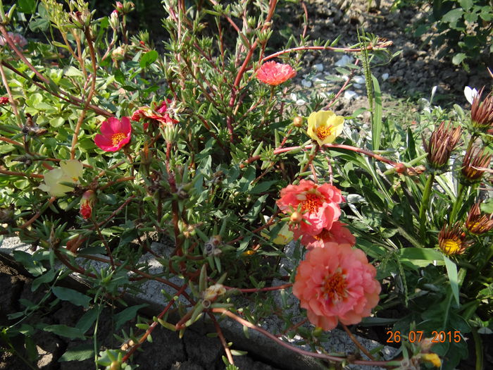 modeste dar de nadejde...