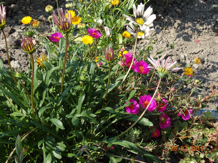 pentru culoare... - Vara in gradina II