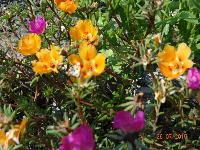 un "must have" in gradina - Vara in gradina II