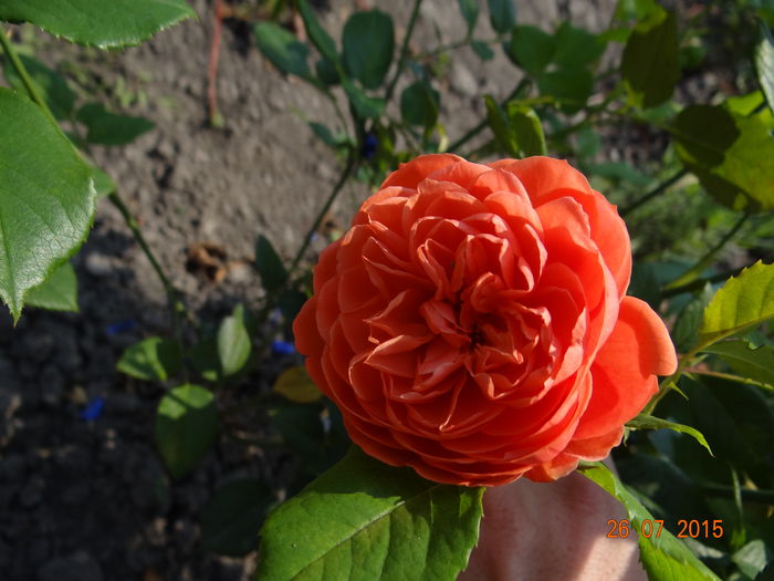 de o culoare inconfundabila