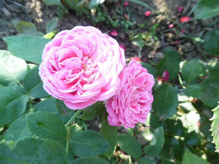 105 - Hybrid perpetual Mr John Laing