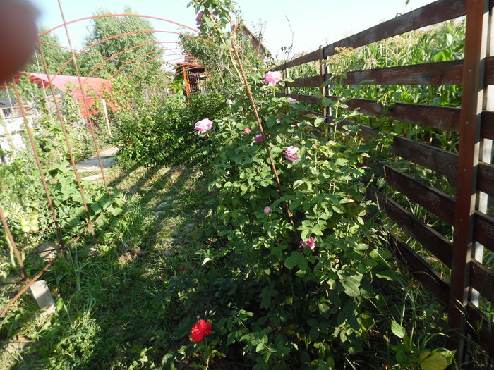 108 - Hybrid perpetual Mr John Laing