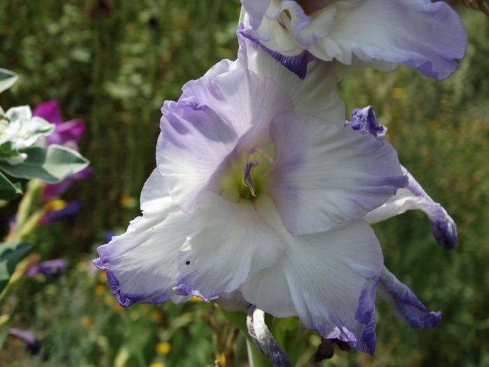 DSC02909