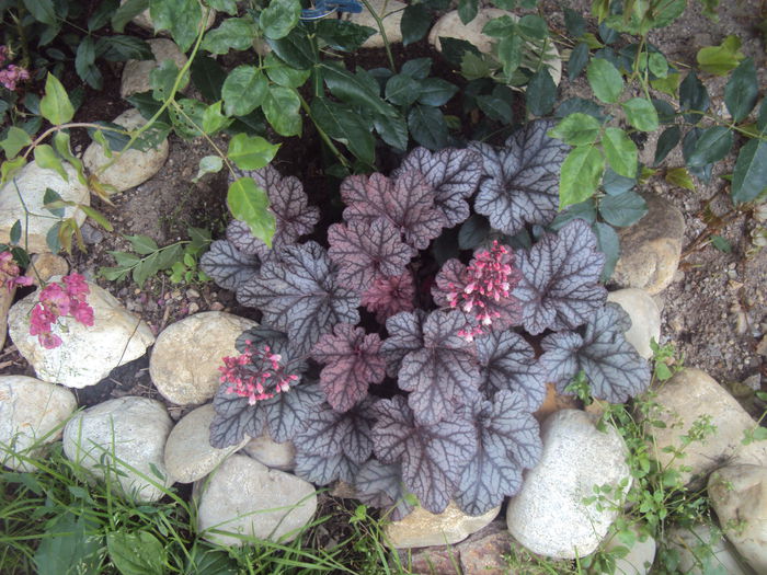 Frost - 2016 Heuchera