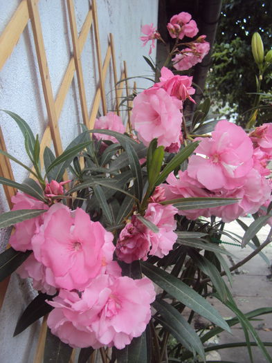 DSC01672