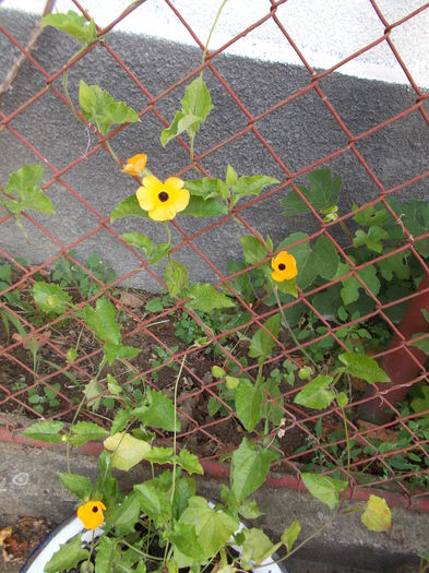 DSCN3007 - 2015 flori din gradina mea