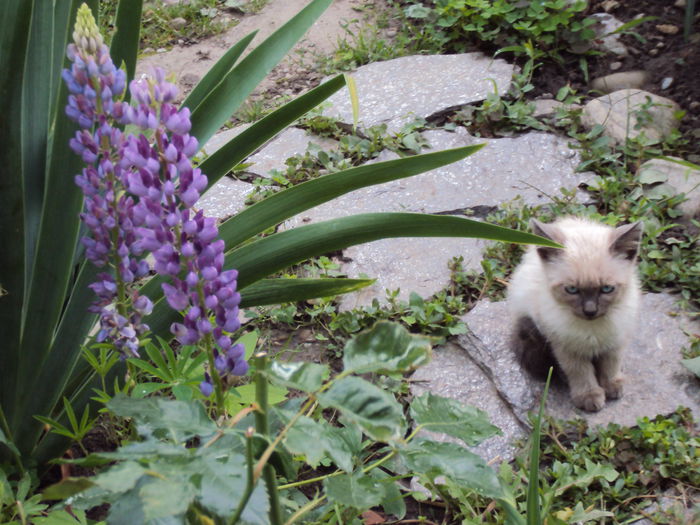 DSC01738 - 2014 Gradina