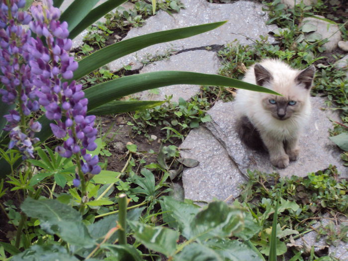 Lupin cu pisic - Phlox si alte perene