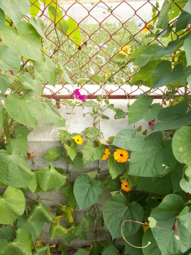 DSCN2941 - Alte flori de gradina 2014-2015