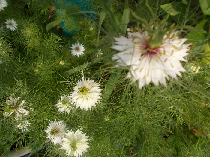 DSCN2936 - Alte flori de gradina 2014-2015