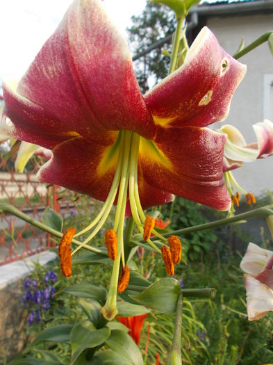 DSCN2921 - Alte flori de gradina 2014-2015