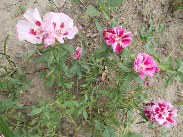 DSCN2881 - Alte flori de gradina 2014-2015