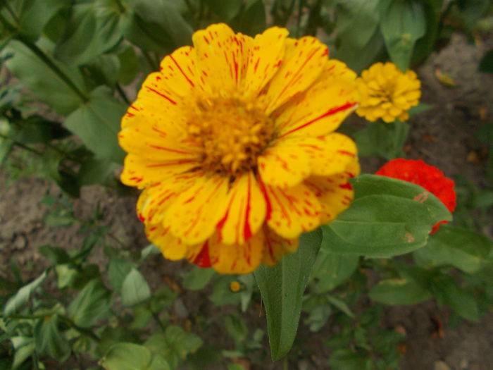 DSCN2871 - Alte flori de gradina 2014-2015