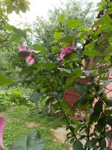 DSCN2869 - Alte flori de gradina 2014-2015