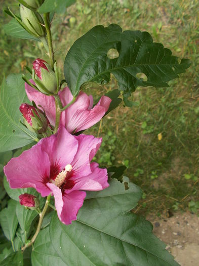 DSCN2844 - Alte flori de gradina 2014-2015