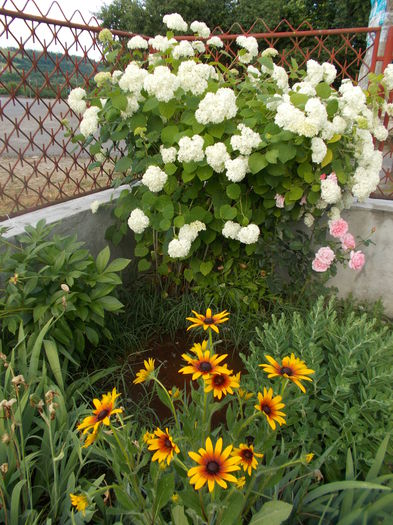 DSCN2567 - Alte flori de gradina 2014-2015