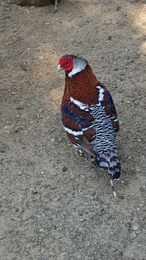 20150726_084017; Eliot din 2014
