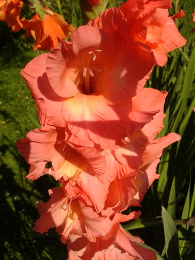 Fotografie0028 - AAAA_GLADIOLE 2015_2017_2018_2019