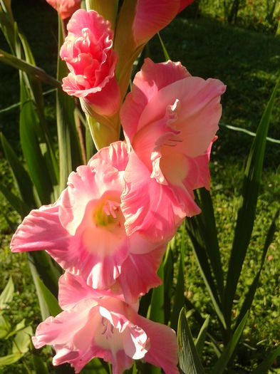 Fotografie0029 - AAAA_GLADIOLE 2015_2017_2018_2019