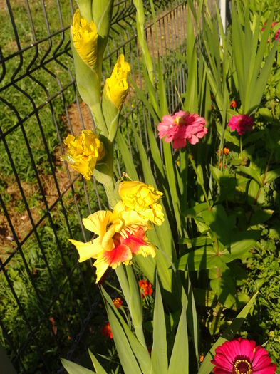 Fotografie0030 - AAAA_GLADIOLE 2015_2017_2018_2019