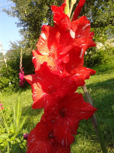 Fotografie0032 - AAAA_GLADIOLE 2015_2017_2018_2019