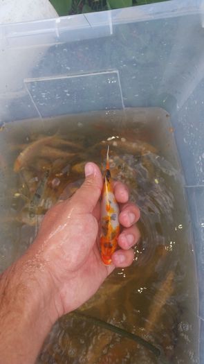 20150724_175746 - crap koi